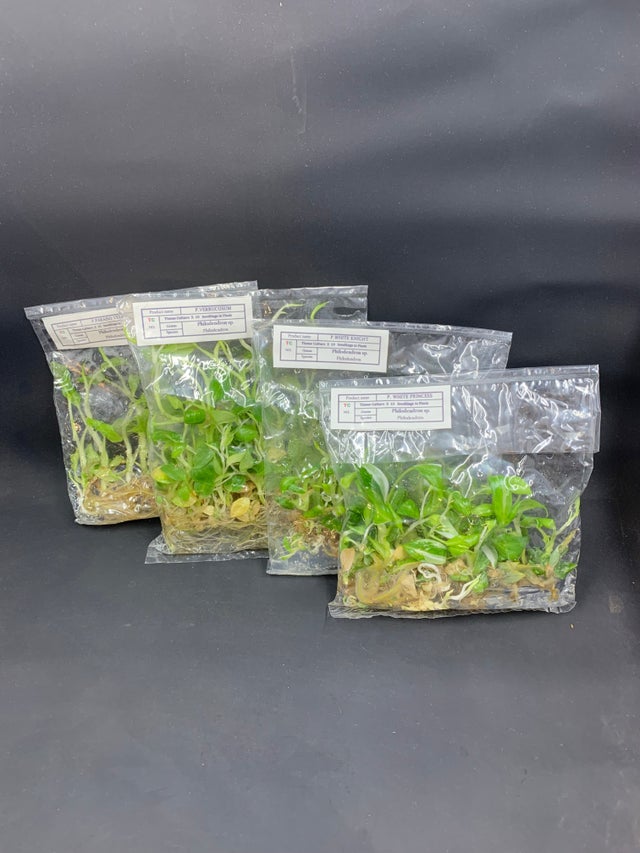 tissue culture baggies, tissue cultures Jungle Box LLC