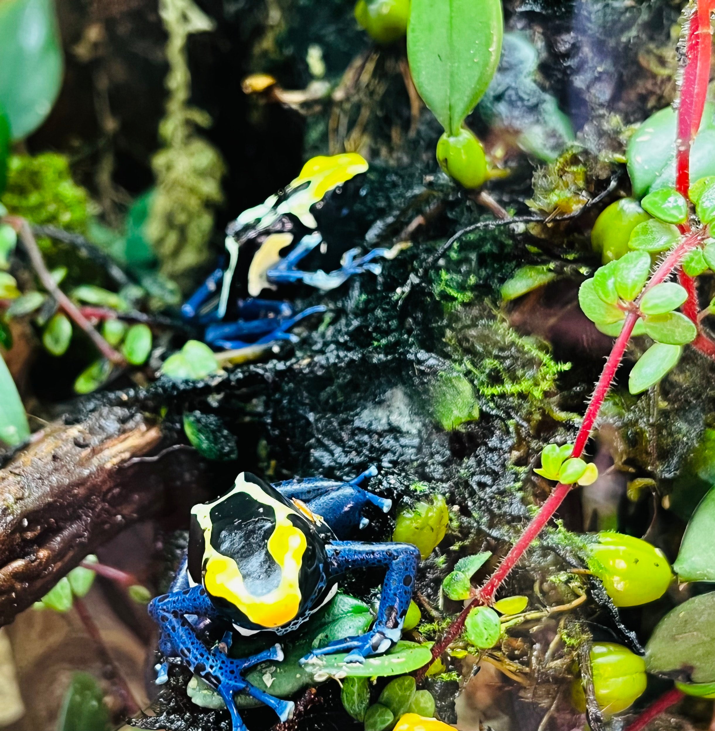 Dart Frog Husbandry Class Oct 15th Jungle Box LLC